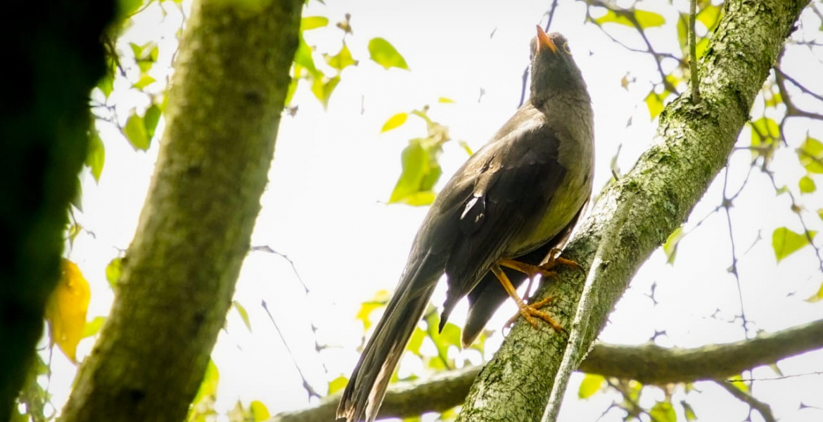 Bogotá se unió a la celebración del Global Big Day 2024 con el avistamiento de aves: Una jornada de diversidad y conciencia ambiental
