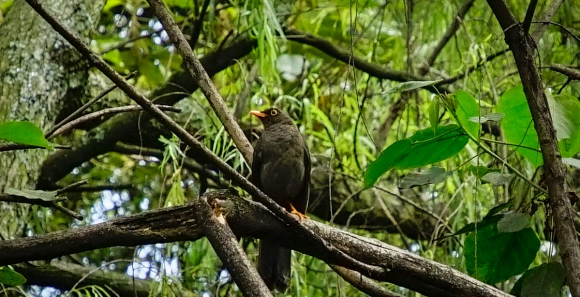 Descubre el avistamiento de aves en Bogotá: Más de 20 lugares para disfrutar del turismo de naturaleza.