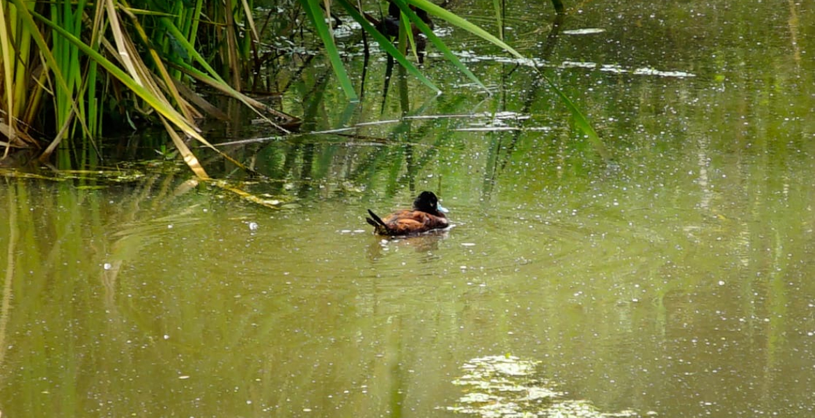 Descubre el avistamiento de aves en Bogotá: Más de 20 lugares para disfrutar del turismo de naturaleza.