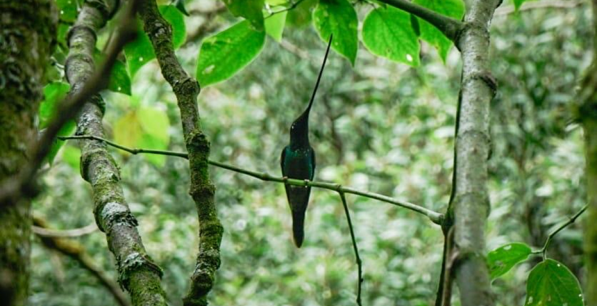 Descubre el avistamiento de aves en Bogotá: Más de 20 lugares para disfrutar del turismo de naturaleza.