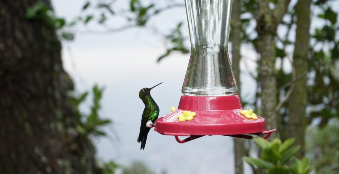 Bogotá alza vuelo: El IDT impulsa el Global Big Day 2024 para conectar con la naturaleza