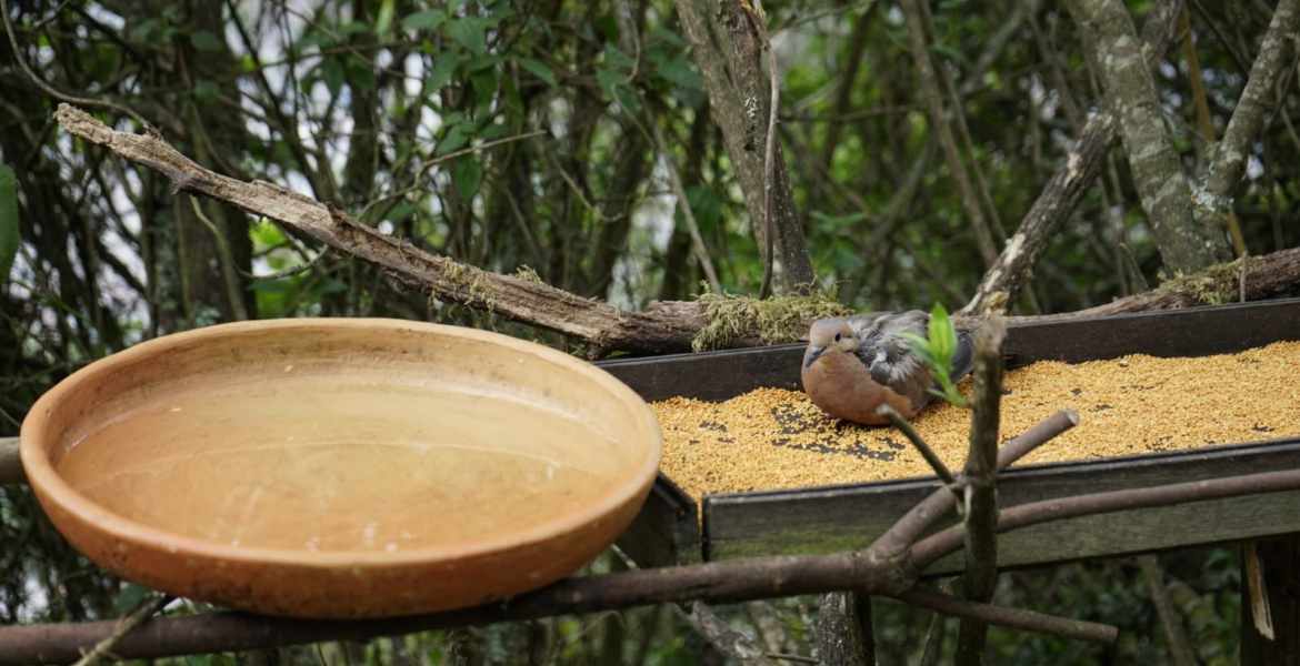 Reapertura del Sendero El Paramuno en el Cerro Monserrate: Una oportunidad para el Turismo Sostenible y la conservación de la naturaleza en Bogotá