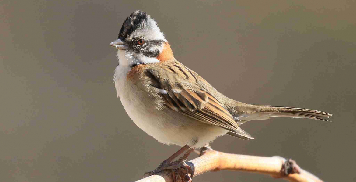 Más de 200 razones para mirar al cielo: Bogotá celebra el Global Big Day con un conversatorio sobre turismo de aves y conservación