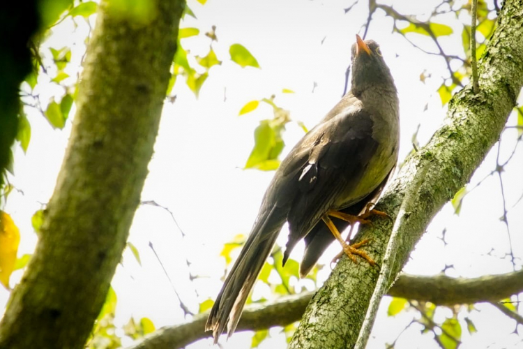 Bogotá se unió a la celebración del Global Big Day 2024 con el avistamiento de aves: Una jornada de diversidad y conciencia ambiental
