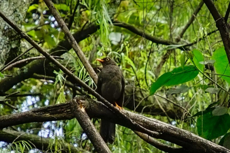 Descubre el avistamiento de aves en Bogotá: Más de 20 lugares para disfrutar del turismo de naturaleza.