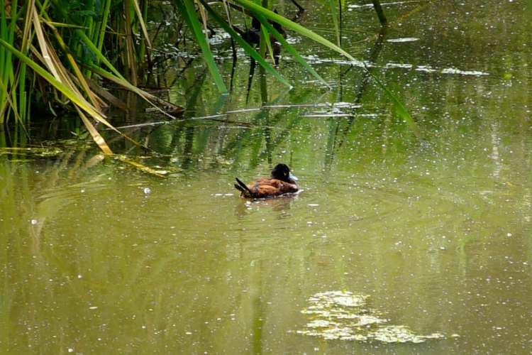 Descubre el avistamiento de aves en Bogotá: Más de 20 lugares para disfrutar del turismo de naturaleza.