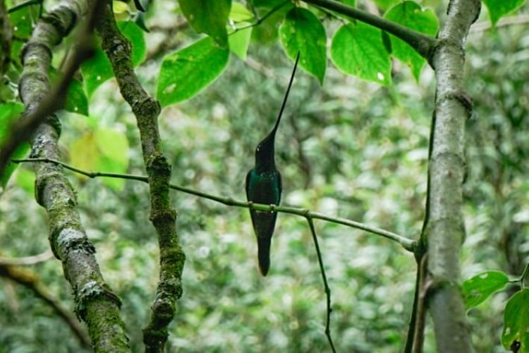 Reapertura del Sendero El Paramuno en el Cerro Monserrate: Una oportunidad para el Turismo Sostenible y la conservación de la naturaleza en Bogotá
