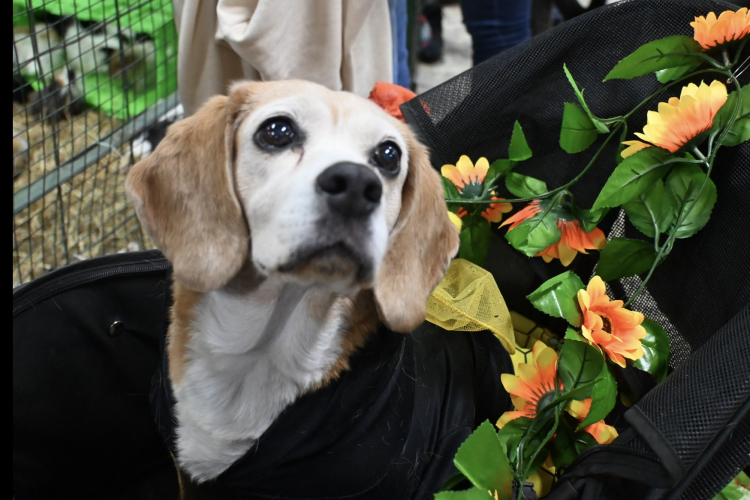 Bogotá, epicentro del cuidado y bienestar animal: Expopet se toma Corferias