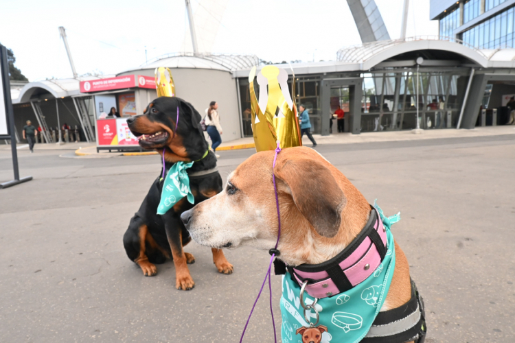 Bogotá, epicentro del cuidado y bienestar animal: Expopet se toma Corferias