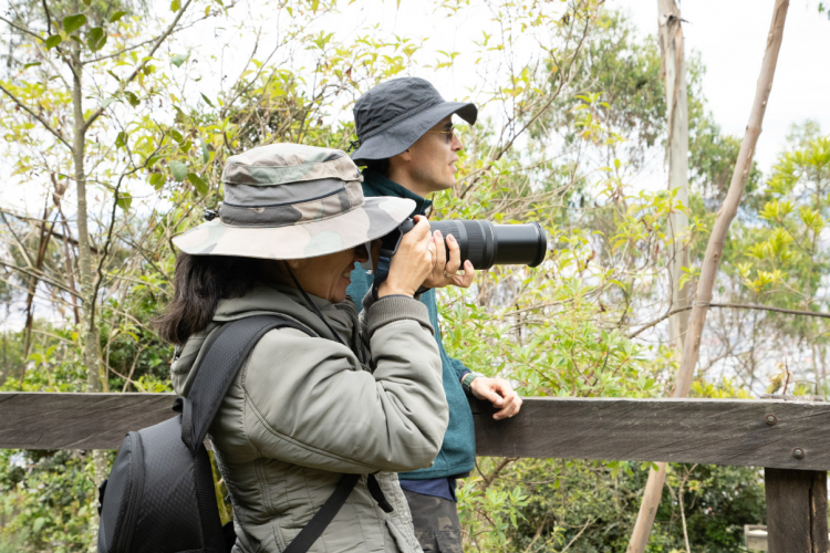 Más de 100 especies de aves en los Cerros Orientales de Bogotá fueron protagonistas en la celebración del October Big Day 2024