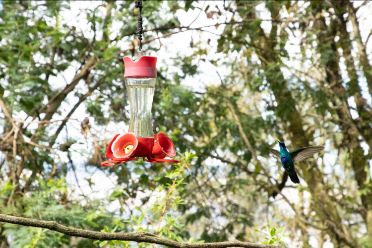 Más de 100 especies de aves en los Cerros Orientales de Bogotá fueron protagonistas en la celebración del October Big Day 2024