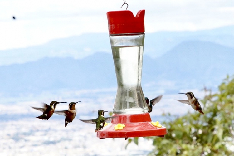 Más de 100 especies de aves en los Cerros Orientales de Bogotá fueron protagonistas en la celebración del October Big Day 2024