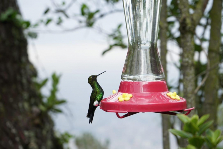 Bogotá alza vuelo: El IDT impulsa el Global Big Day 2024 para conectar con la naturaleza