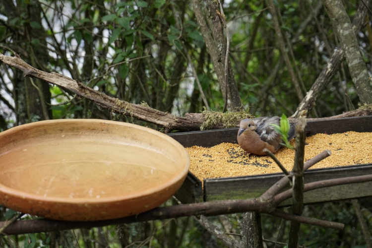 Reapertura del Sendero El Paramuno en el Cerro Monserrate: Una oportunidad para el Turismo Sostenible y la conservación de la naturaleza en Bogotá