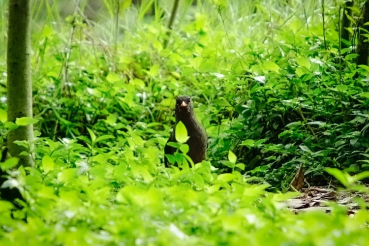 Sí al turismo de naturaleza, pero cumpliendo la normativa ambiental